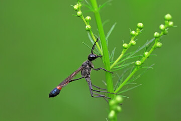 mud dauber live on green leaves