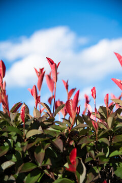 赤い葉の垣根越しの青空
