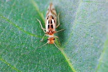 psocoptera crawl on green plants