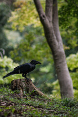 raven in a park