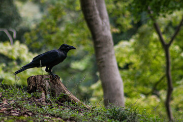 crow in the forest