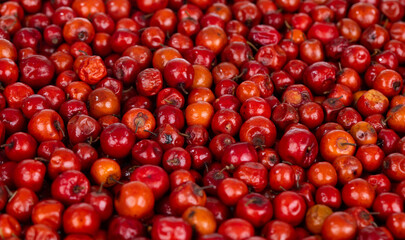 Indian Fruit Red Berry Also Know as Bor, Bora or Bore