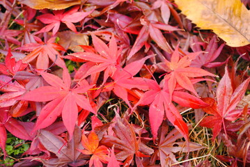 もみじ, 紅葉, 紅葉狩り, 秋, 赤, 黄色, 冬, 季節, 自然, 花, 自然