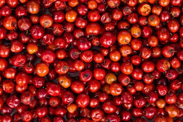 Indian Fruit Red Berry Also Know as Bor, Bora or Bore