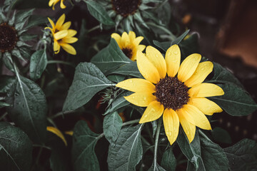 sunflowers in the garden