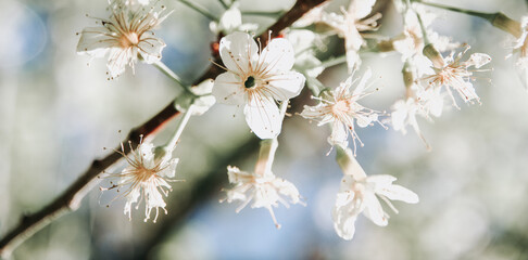Sakura in Thailand, Flower tree garden.