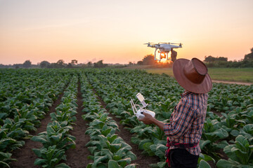 Farmer Preparing to fly drones to survey areas of the tobacco plantation young green tobacco plant...