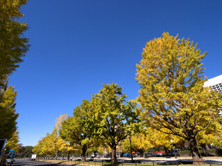 Fototapeta premium 東京都 黄葉した丸の内のイチョウ並木