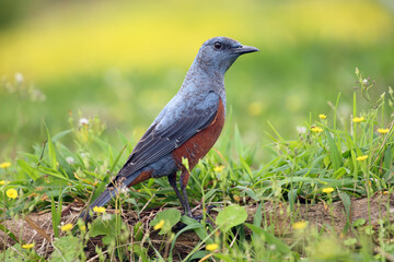 The blue rock thrush (Monticola solitarius philippensis) sitting in the grass. A large blue bird with a red belly sits on the ground with a green background.