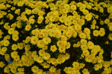 chrysanthemums in the garden