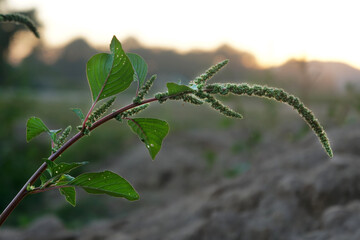 Fresh green amaranthus viridis tree (Green amaranth) on blured sunset background.