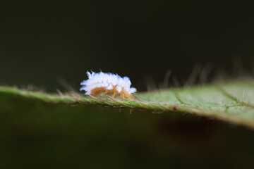 Ladybug larvae live on weeds