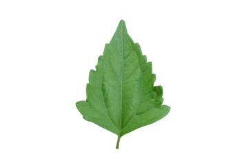 Fototapeta premium Green Siam weed leaf isolated on white background. Chromolaena odorata Medicinal plants.