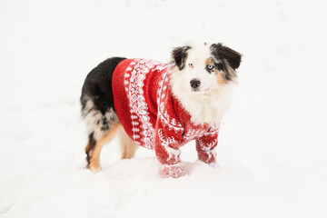 Australian shepherd in christmas sweater standing in winter forest.