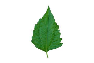Naklejka na ściany i meble Green Siam weed leaf isolated on white background. Chromolaena odorata Medicinal plants.