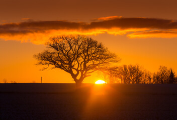 A beautiful oak silhouettes against the sku during the sunrise. Sun is rising above horizon. Early winter scenery. Winter landscape on oak trees in the morning.