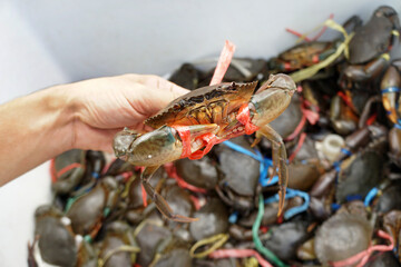 Hand holding black crab or Serrated Mud Crab.