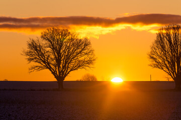 A beautiful oak silhouettes against the sku during the sunrise. Sun is rising above horizon. Early winter scenery. Winter landscape on oak trees in the morning.