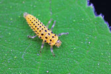Ladybug larvae live on weeds