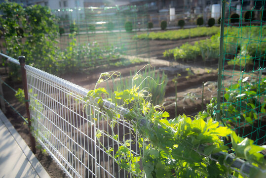 植物に降り注ぐ光