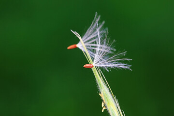 Dandelion seeds in the wild, North China