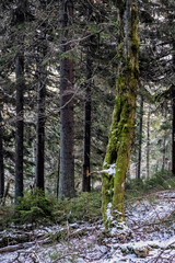 Coniferous forest, Little Fatra mountains, Slovakia