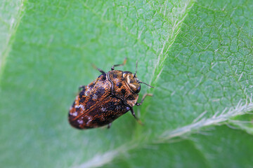 Chitins inhabit wild plants in North China