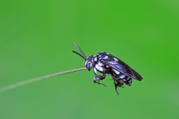 Bees on wild plants, North China