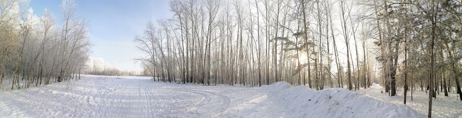 snow covered trees