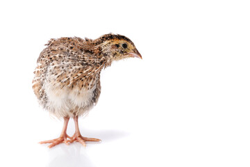 Young quail isolated on white background.