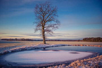 A beautiful frozen pond in the rural scene during the morning golden hour. A winter scenery of Northern Europe. Early winter lanscape with trees and ice in the pond.