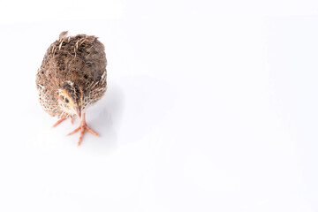 Young quail isolated on white background.