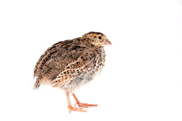 Young quail isolated on white background.