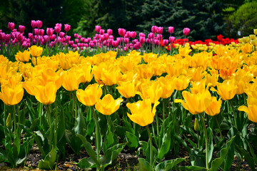 Yellow delicate flowers tulips with green leaves are blooming in the garden. big beautiful yellow tulips close up