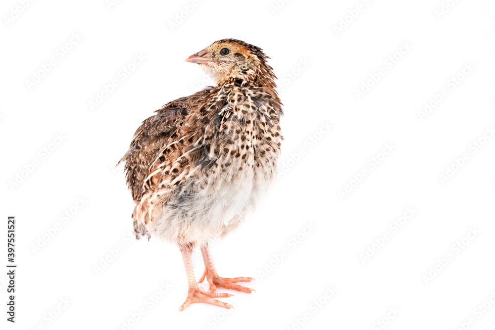 Wall mural young quail isolated on white background.