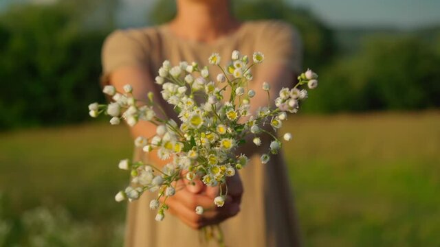defocus woman holds out wildflowers slow motion congratulation concept summer nature 