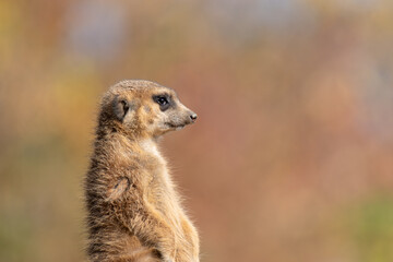立っているミーアキャット