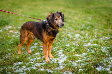 A cute small orange and dark brown mongrel dog standing on green grass covered with snow, being on red leash, looking in distance. Winter day in a park.