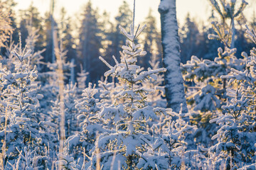 A beautiful early winter landscape of a small forest clearing during the sunrise. Winter scenery of Northern Europe.