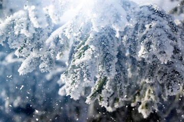 Christmas background with snow-covered fir branches in snowfall.