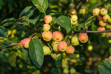 Beeren hängen im Herbst an dem Zweig in einer Hecke