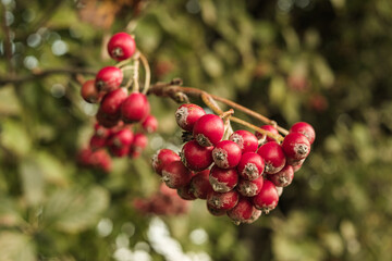 Rote Beeren des Weißdorn (Lat.: Crataegus) vor einem natürlichen herbstlichen Hintergrund einer...