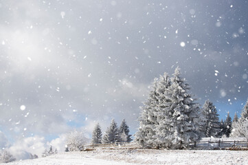 Trees covered with hoarfrost and snow in winter mountains - Christmas background