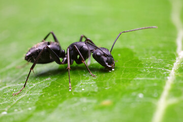 Ants on wild plants, North China