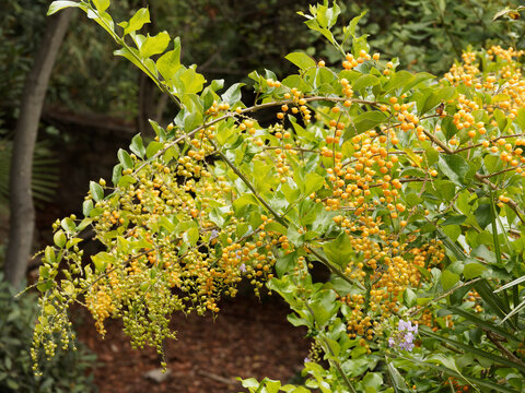 (Duranta repens ou plumieri) Fructification estivale de grappes de drupes jaunes orang&eacute;s, rondes et brillante au bec arqu&eacute; du vanillier de Cayenne ou durante dans un feuillage vert franc
