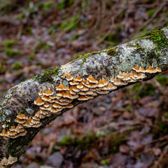 mushrooms on a tree