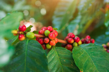 Coffee tree and coffee beans being ripe in the garden.