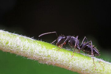 Ants on wild plants, North China