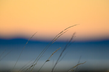 Straw in the sunset