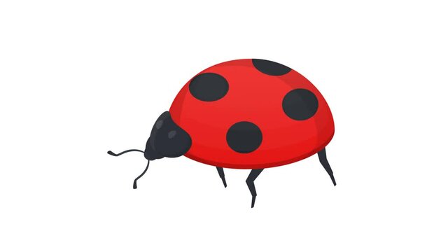 Ladybug. Animation of the insect, ladybug, alpha channel. Cartoon